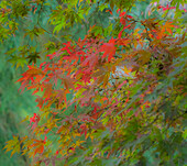 USA, Washington State, Sammamish Japanese Maple leaves with fall colors
