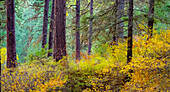 USA, Bundesstaat Washington, abseits des Highway 97 Ponderosa Pine mit Golden Carpet darunter