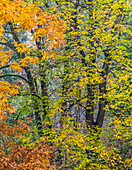 USA, Washington State, Easton and fall colors on Big Leaf Maple and Vine Maple