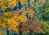 USA, Bundesstaat Washington, Easton und Herbstfärbung von Big Leaf Maple und Vine Maple