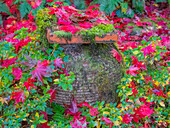 USA, Washington State, Pacific Northwest, Sammamish and red Japanese Maple leaves fallen around pot