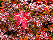 USA, Washington State, Pacific Northwest Sammamish frost rimmed Barberry