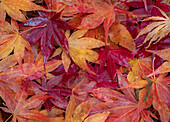USA, Bundesstaat Washington, Pazifischer Nordwesten, Sammamish und rote, auf den Boden gefallene Blätter des Japanischen Ahorns