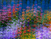 USA, Washington State, Pacific Northwest, Sammamish colorful flowers and blue picket fence multi exposures