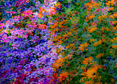 USA, Washington State, Pazifischer Nordwesten, Sammamish bunte Blumen und blauer Lattenzaun Mehrfachbelichtungen