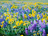 USA, Bundesstaat Washington. Pfeilblättriges Springkraut und Lupine