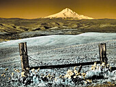 USA, Washington State. Infrared capture of wildflowers and Mount Hood