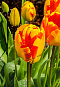 Banja Luka Darwin Hybrid tulip blooming. Named after city in Bosnia, tulips are native to Turkey.