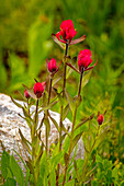 USA, Wyoming, Snowy Range. Red Indian paintbrush flowers close-up.