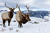 USA, Wyoming, Yellowstone-Nationalpark. Paar Elchbullen im Schnee