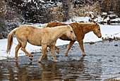 USA, Shell, Wyoming. Hideout Ranch pair of horses in snow. (PR,MR)