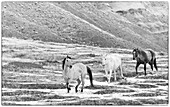 USA, Shell, Wyoming. Hideout Ranch mit kleiner Pferdeherde im Schnee (PR,MR)