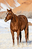 USA, Wyoming. Hideout Horse Ranch, horse in snow. (PR)