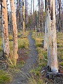 Wyoming, Grand Teton National Park. Trail through fire burned lodgepole pine trees