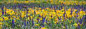 USA, Wyoming. Wildflowers, Grand Teton National Park.
