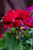 USA, Wyoming. Herbstblumenstrauß in der Nähe von Jackson Hole.