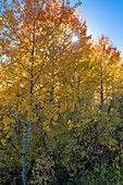 Vereinigte Staaten von Amerika, Wyoming. Herbstliche Espen in der Nähe der Oxbow Bend, Grand Teton National Park.