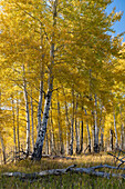 USA, Wyoming. Autumn Aspen near the Oxbow Bend, Grand Teton National Park.