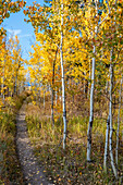 USA, Wyoming. Trail through autumn Aspens and grasslands, Black Tail Butte, Grand Teton National Park.