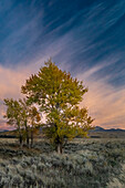 USA, Wyoming. Sunset clouds and cottonwoods, near Antelope Flats and Mormon Row, Grand Teton National Park.