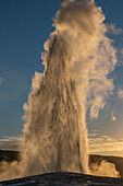 Old Faithful Geysir Eruption, Yellowstone National Park, Wyoming, Usa.