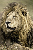 Afrika, Kenia, Masai Mara Nationalreservat. Porträt eines alten männlichen Löwen.