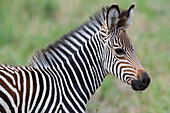 Zambia, South Luangwa National Park. Baby Crawshay's zebra face detail