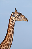 Sambia, Süd-Luangwa-Nationalpark. Thornicrofts Giraffe, endemisch in Luangwa.