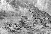 Sambia, Süd-Luangwa-Nationalpark. Leopardenmutter mit ausgewachsenem männlichen Jungtier.