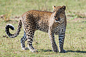 Sambia, Süd-Luangwa-Nationalpark. Afrikanischer Leopard.