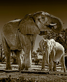 Elefantenherde an der Wasserstelle, die das reichlich vorhandene Wasser zum Trinken und Duschen nutzt. Camelthorn Lodge. Hwange National Park. Simbabwe.