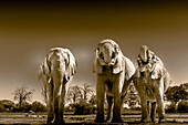 Elefantenherde an der Wasserstelle, die das reichliche Wasser zum Trinken und Duschen genießt. Camelthorn Lodge. Hwange National Park. Simbabwe.