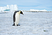 Antarctica, Weddell Sea, Snow Hill. Emperor penguins adult with colony in distance.