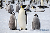 Antarctica, Weddell Sea, Snow Hill. Emperor penguins adult with chicks.