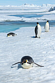 Antarctica, Weddell Sea, Snow Hill. Emperor penguins toboggining.