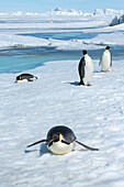 Antarktis, Weddell-Meer, Snow Hill. Kaiserpinguine beim Schlittenfahren.