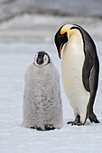 Antarctica, Weddell Sea, Snow Hill. Emperor penguins chick with adult.