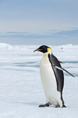 Antarctica, Weddell Sea, Snow Hill. Emperor penguins