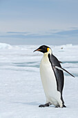 Antarktis, Weddell-Meer, Snow Hill. Kaiserpinguine