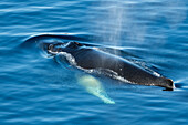 Antarctica, Weddell Sea, Gustav Channel. Humpback whale in clear ocean