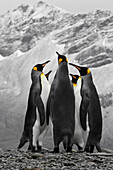 Antarktis. Eine Konferenz von Königspinguinen.