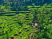 Indonesien, Bali, Ubud. Tegallalang Reisterrassen.