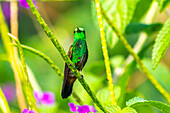 Tobago. Copper-rumped hummingbird on limb.