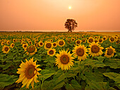 Canada, Manitoba, Dugald. Field of sunflowers and cottonwood tree at sunset.