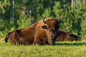 Kanada, Manitoba, Riding Mountain National Park. Ausgewachsene Präriebisons ruhen sich im Gras aus.