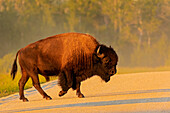 Kanada, Manitoba, Riding Mountain National Park. Ausgewachsener Wisent beim Überqueren der Straße.