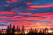 Kanada, Manitoba, Birds Hill Provincial Park. Sonnenuntergang silhouettiert immergrüne Bäume.