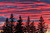 Canada, Manitoba, Birds Hill Provincial Park. Sunset silhouettes evergreen trees.