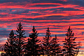 Kanada, Manitoba, Birds Hill Provincial Park. Sonnenuntergang silhouettiert immergrüne Bäume.