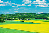 Canada, Quebec, St-Bruno-de-Guigues. Yellow canola crops on farm.